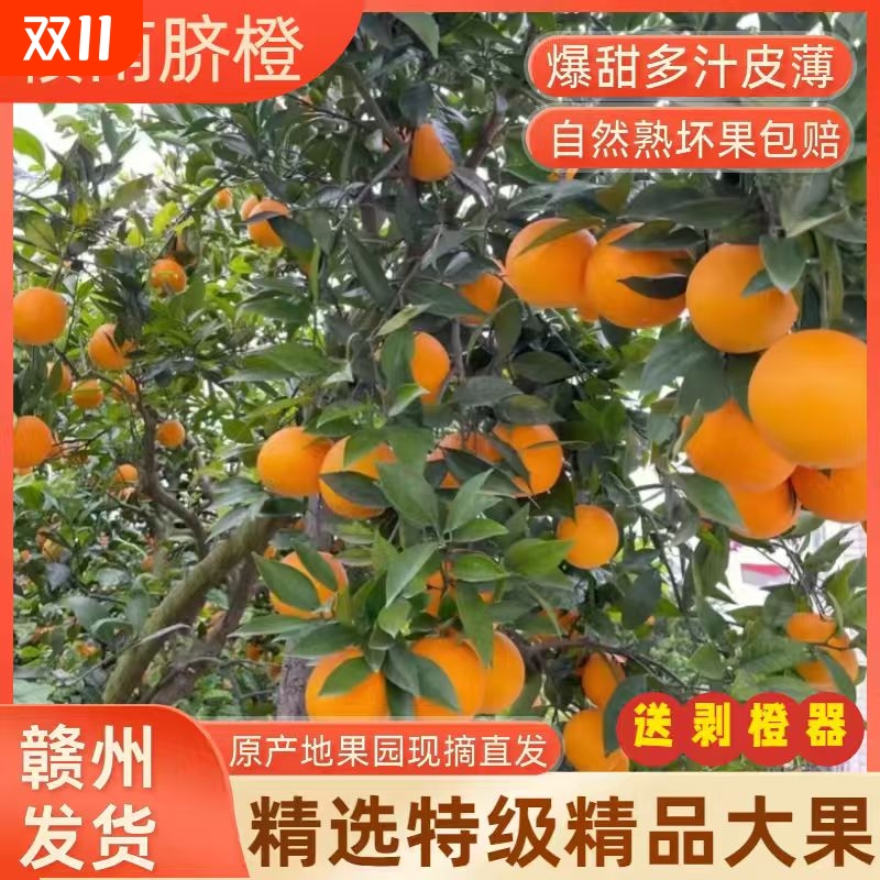 江西赣州正宗赣南脐橙