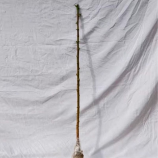 正宗四川汉源花椒苗树大红袍绿九叶青花椒苗无刺麻椒藤椒当年结果