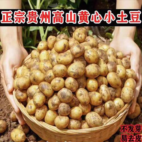 贵州威宁黄心小土豆5丨10斤高原现挖粉糯洋芋