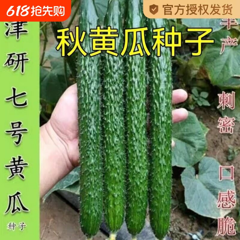 津研水果黄瓜青瓜种子刺黄瓜种籽子水果春秋四季蔬菜种子七号高产