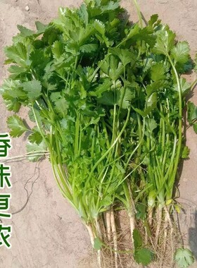 小叶香菜种子农家本地土