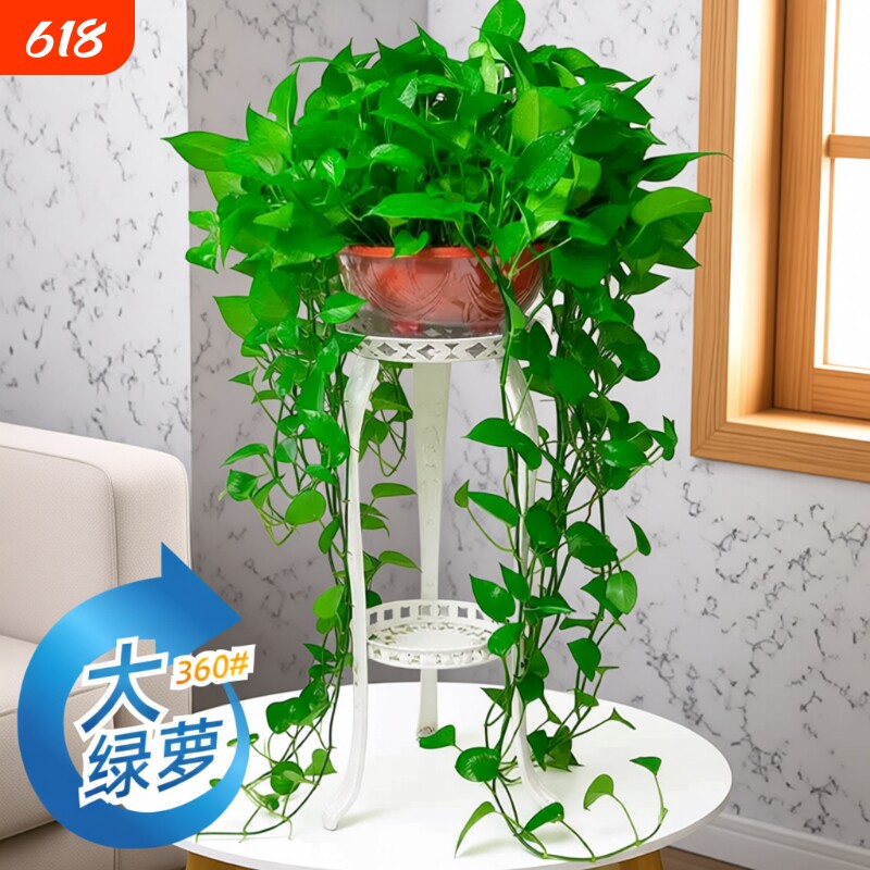 360#长藤绿萝盆栽植物室内绿植吸甲醛净化空气大盆花架土水培客厅