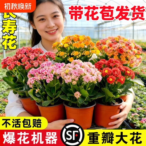 优选长寿花盆栽重瓣特大A花苗好养室内花卉植物四季开.带花苞大花