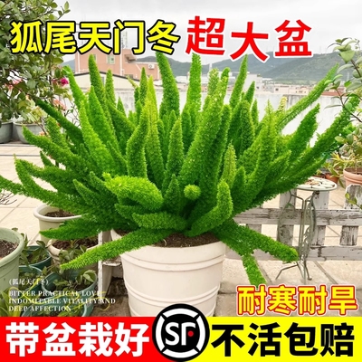 狐尾天门冬花镜造景植物好养易活