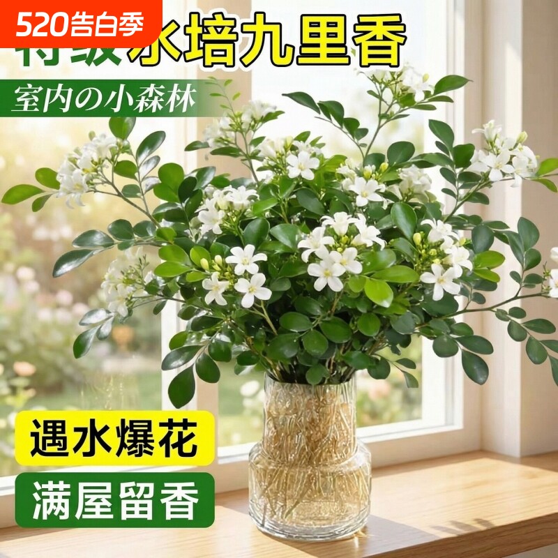 九里香盆栽水培植物驱蚊绿植室内茉莉鲜花水养花卉懒人四季家里