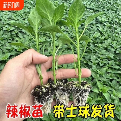 新鲜樟树港辣椒苗带土辣椒苗盆栽阳台挂果多种植易成活