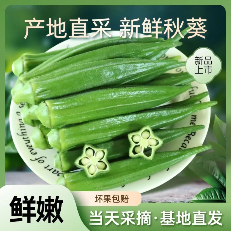 新鲜现摘秋葵5斤洋辣椒福建现摘现发新鲜农家蔬菜凉拌菜整箱包邮