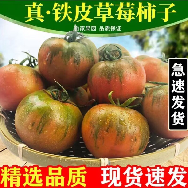 丹东水果正宗东北草莓铁皮西红柿新鲜自然熟生吃番茄顺丰碱地柿子