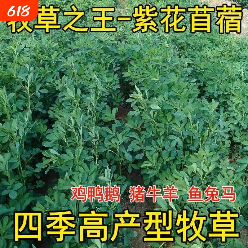 紫花苜蓿草种籽多年生牧草种子四季养殖喂羊牛鸡鸭鹅草鱼牧草种籽