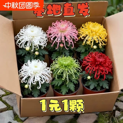 大菊花苗好养开花四季菊花苗盆栽重瓣九月大菊花盆栽阳台室内庭院