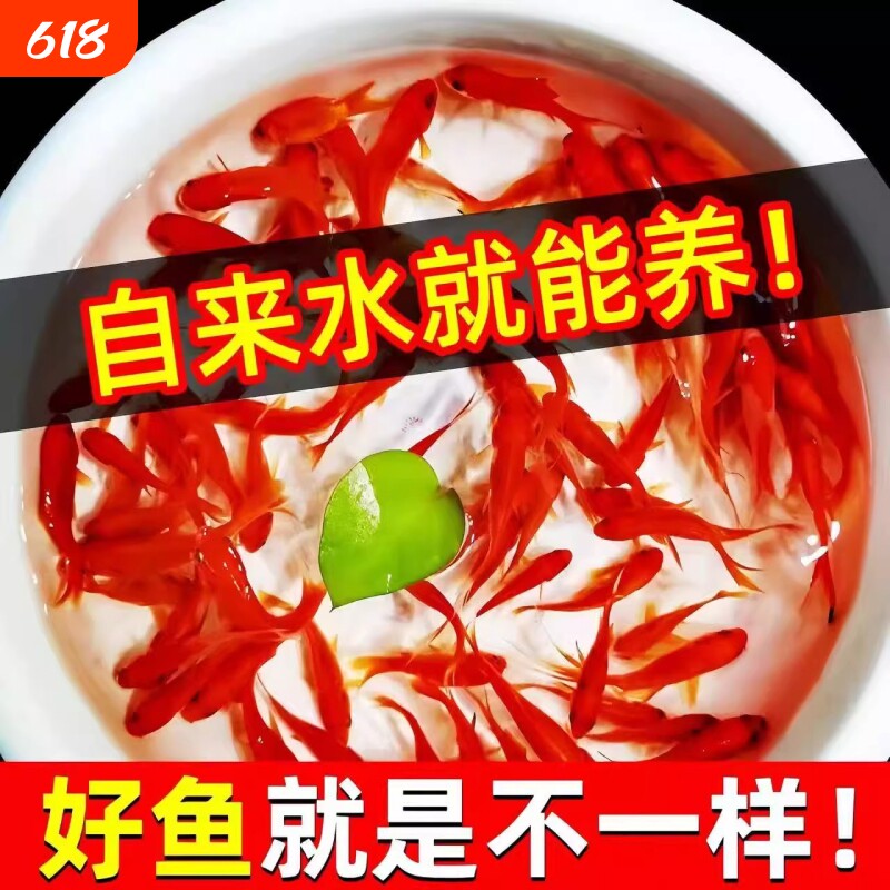 纯种凤尾草金鱼小锦鲤打氧淡水观赏鱼苗好养耐活自来水冷水鱼长尾