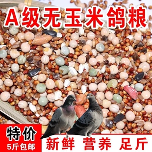 鸽粮50斤优质高粱玉米粒清除鸽子包邮营养饲料小麦无玉米幼鸽粮食