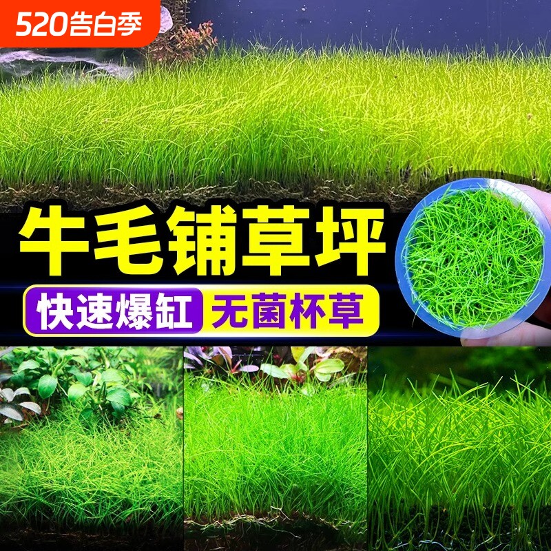迷你牛毛水草鱼缸专用造景草坪草皮前景草矮珍珠真草植物无菌爬地