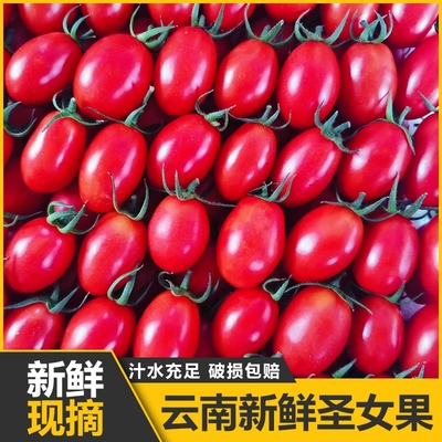 云南新鲜现摘圣女果小番茄自然成熟小西红柿酸甜生吃水果整箱包邮