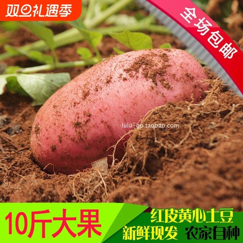 新鲜云南红皮黄心土豆马铃薯现挖自种软糯香甜洋芋马铃薯当季蔬菜