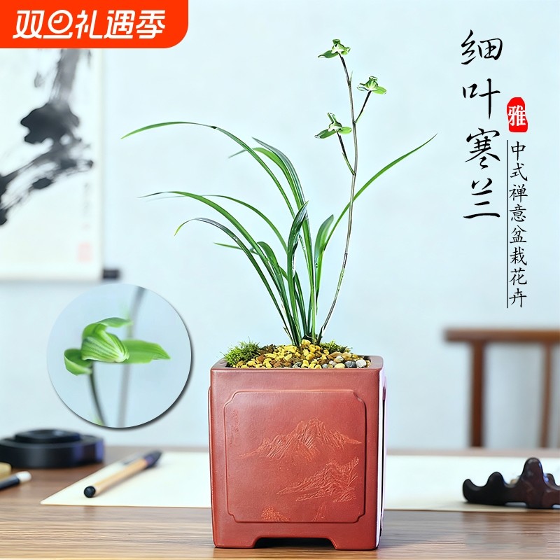 浙江细叶寒兰名贵兰花苗翠云涧冬带花苞浓香室内花卉绿植盆栽阳台