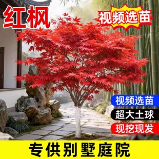 日本红枫树苗四季红舞姬盆景枫叶庭院室外耐寒盆栽绿化植物风景树