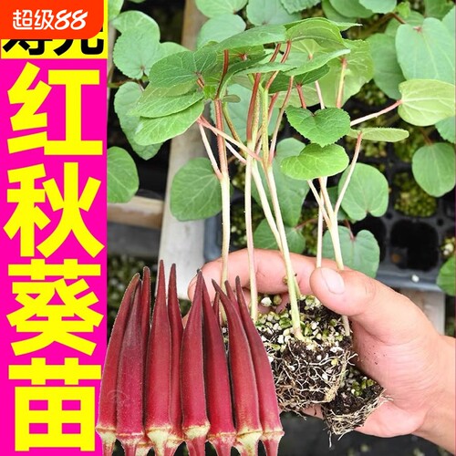 水果红秋葵秧苗红秋葵苗带土四
