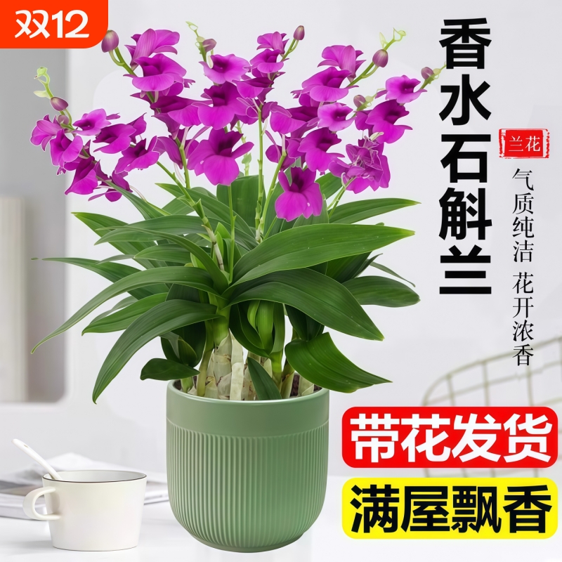 香水石斛兰带花室内客厅花卉盆栽易活四季开花办公室绿植桌面好养