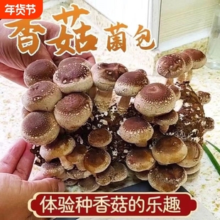 正宗香菇菌种蘑菇椴木阳台盆栽原种母种办公室种植平菇菌种家种