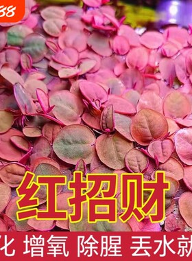 红毛丹净化水质水草|千人加购