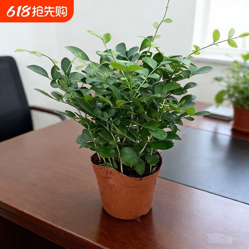 九里香盆栽花卉绿植室内驱蚊四季长绿好养水培观叶植物净化空气
