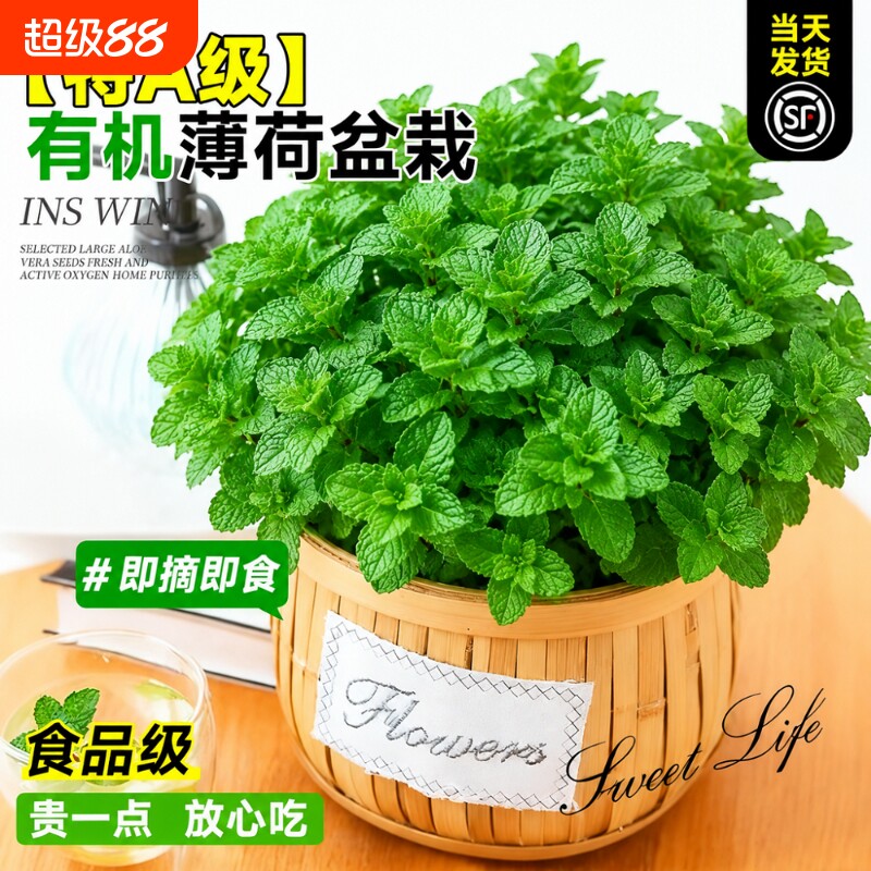 薄荷盆栽可食用植物迷迭香留兰香薄荷大苗叶室内桌面绿植四季好养图片