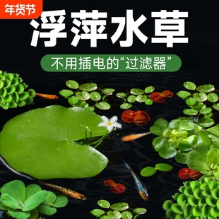 浮萍真水草水葫芦水芙蓉植物鱼缸水培古法养鱼造景生态缸好养水质