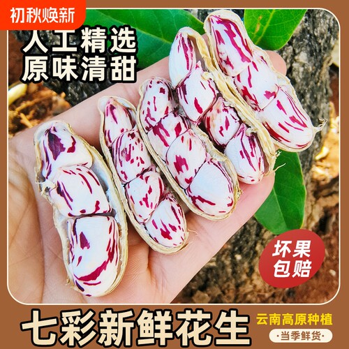 领补贴新鲜现挖七彩花生带壳牛奶花生现货农家云南新货原味鲜花生