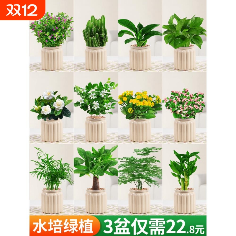 发财树盆栽绿萝箩桌面植物绿植花卉室内多肉水培长寿花茉莉花金鱼