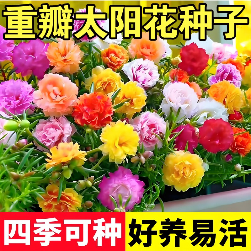 重瓣太阳花种子花种籽子多色大花四季播种开花易活花卉种子松果菊