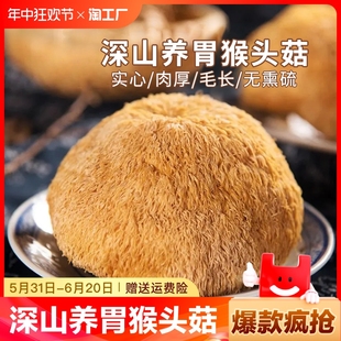 新货猴头菇新鲜干货特产纯天然猴菇煲汤养胃菌菇蘑菇毛重长白山