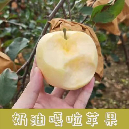 奶油嘎啦苹果山东正宗黄金苹果新鲜水果非红富士当季孕妇水果精品