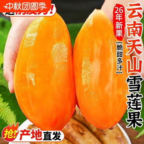 雪莲果3斤装|超1000次加购