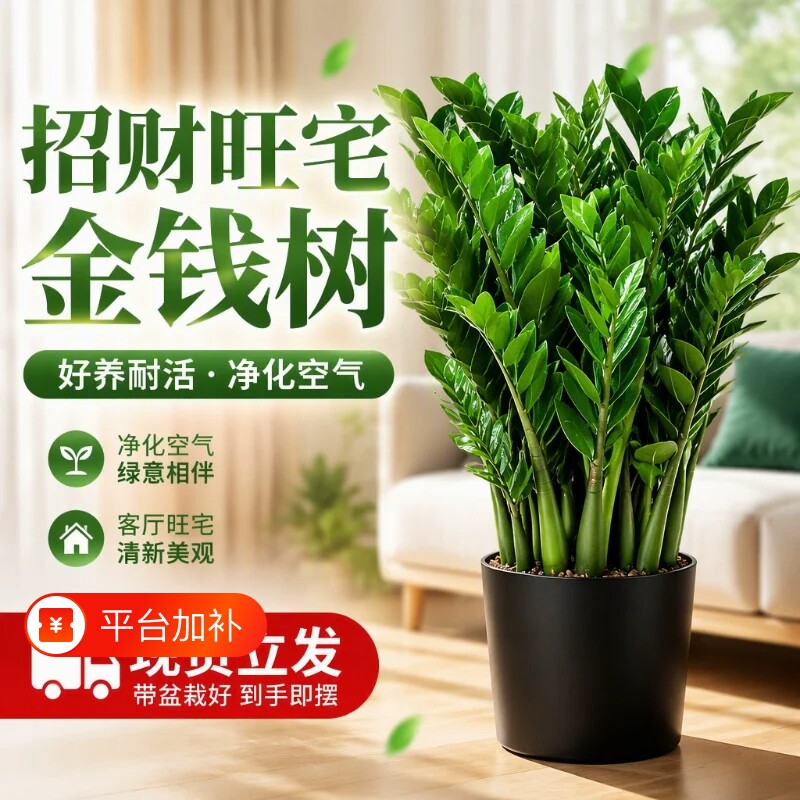 金钱树盆栽室内客厅绿植好养花卉植物招财树摇钱串子树苗
