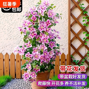 乌托邦铁线莲大苗爬藤植物绿植花卉盆栽银币四季开花带花阳台客厅