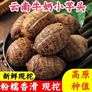 云南牛奶小芋头新鲜现挖粉糯香滑牛奶芋头高原种植小香芋毛芋头