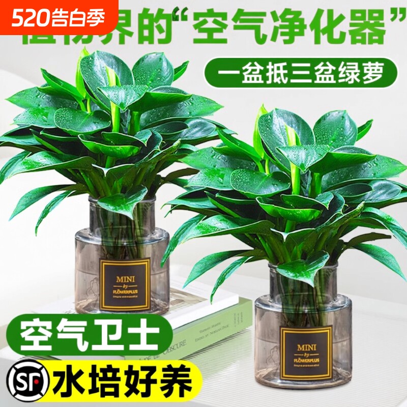 大叶金钻水培植物绿公主盆栽室内好养绿萝吸除甲醛四季花卉绿植