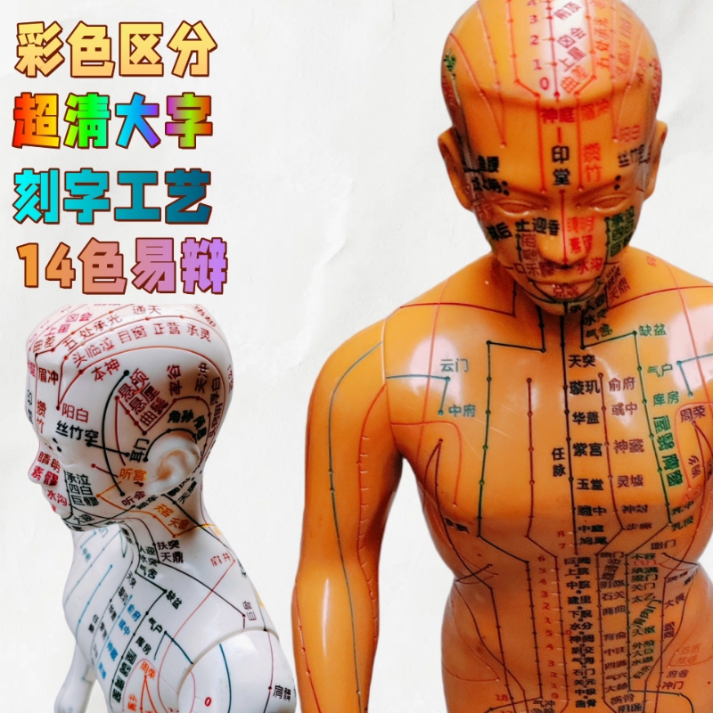 针灸穴位人体清晰模型十二经络