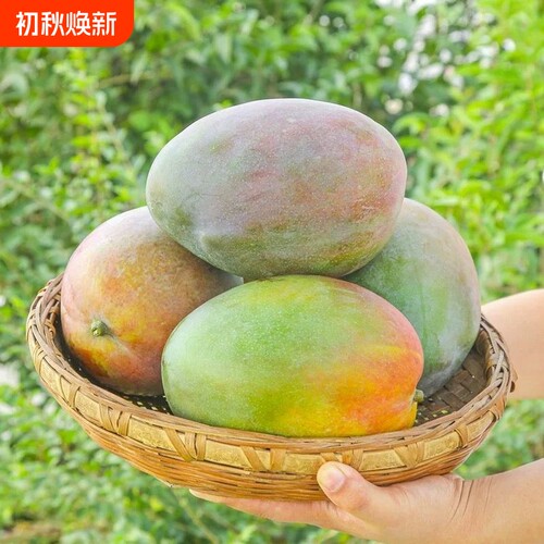 云南现摘现发青皮凯特芒果