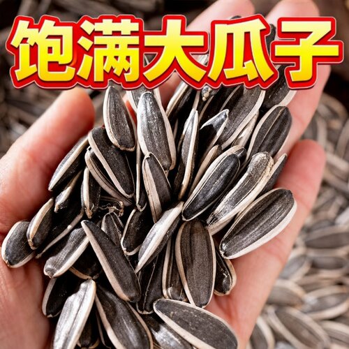 内蒙古大颗粒熟原味瓜子批发