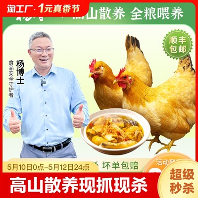 杨博士皖南高山散养土鸡老母鸡