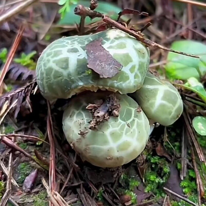 青头菌菌种种植绿胎菌菌种食用菌蘑菇种植包室内阳台盆景山林