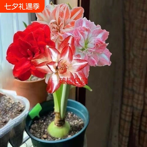 正品特大朱顶红四季开花开花客厅装饰品重瓣阳台花孔雀双龙甜蜜