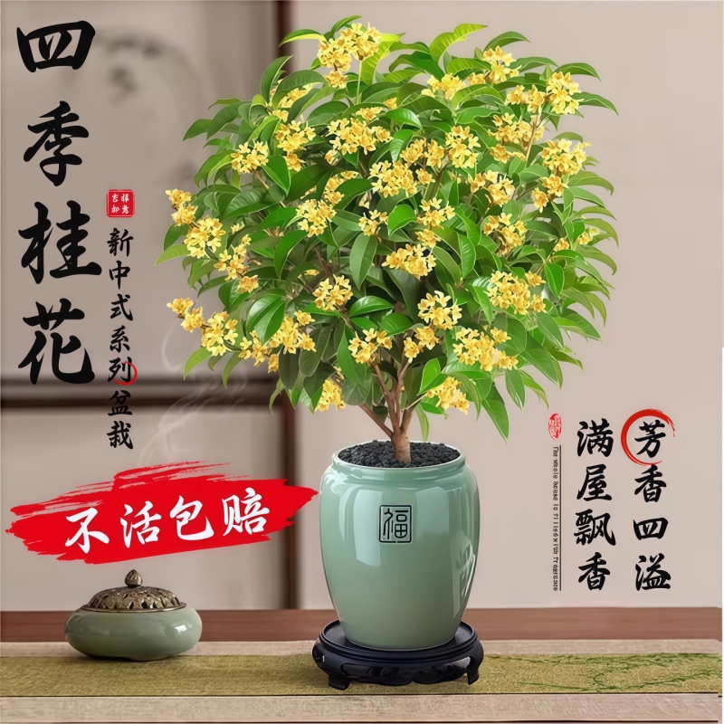 四季桂花盆栽金桂浓香型绿植