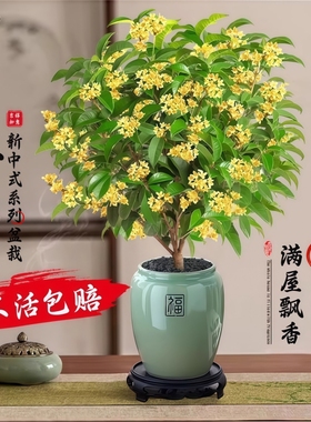 四季桂花盆栽金桂浓香型绿植室内花卉桂花树苗老桩阳台植物可食用