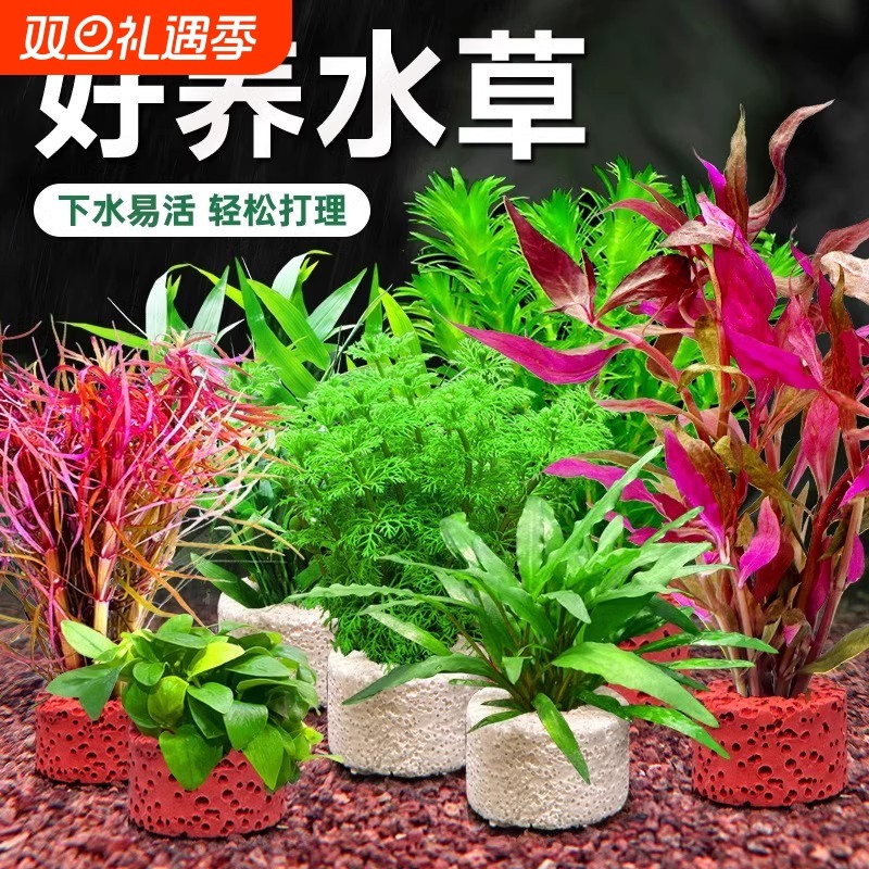 水草植物鱼缸造景真草水培蜈蚣草定植水榕水质增氧沉底红宫廷养鱼