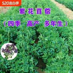 紫花苜蓿草四季免鱼草籽种植牧草种子孑食用植物多年生苜蓿芽大叶