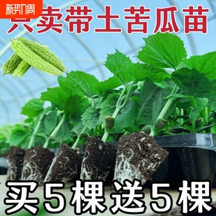 苦瓜苗高产带土大苗翠绿大肉长绿种植西瓜