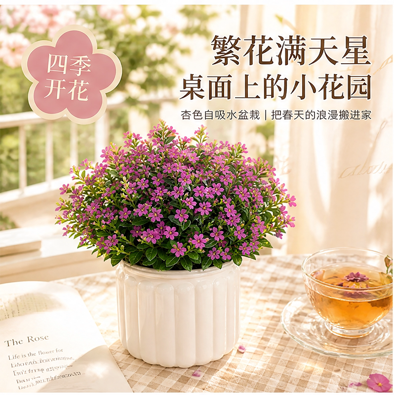 满天星花苗盆栽带花苞绿植图片